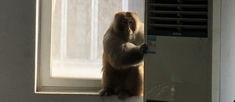 辦公室裝修魅力大，獼猴君亂入來“串門”！